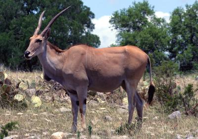 Taurotragus oryx - Eland