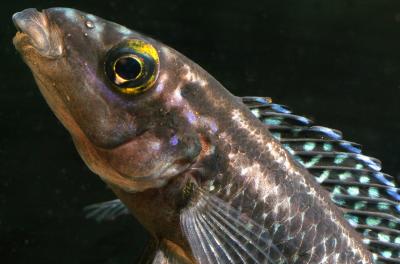 Julidochromis dickfeldi (Midnight)
