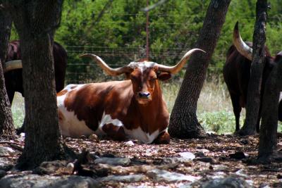 Bos taurus - Texas Longhorn
