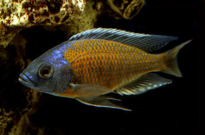 Copadichromis borleyi Red-fin Kandango