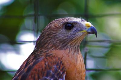 Red Shoulder Hawk - Buteo lineatus