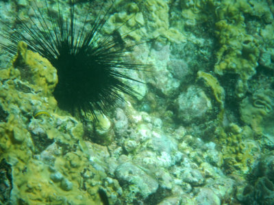 Another Black Spiny Sea Urchin