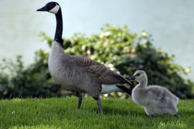 Moffett's Canada Goose n gosling