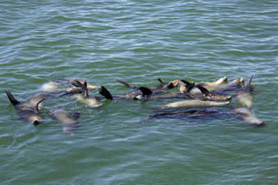 A Raft of Seals