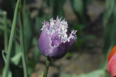 DSC_0031c Purple Tulip.jpg