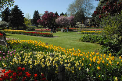 DSC_0068c Tulip Festival at Veldheer Tulip Farm Holland MI.jpg