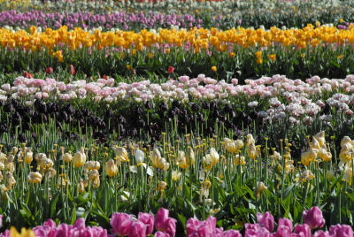DSC_0105c Tulips Fields Veldheer Tulip Farm Holland MI.jpg