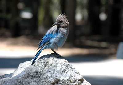 Stellar Jay