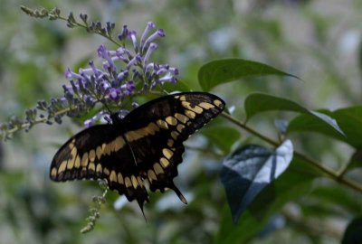 Turtle Bay Museum Butterfly Exhibit