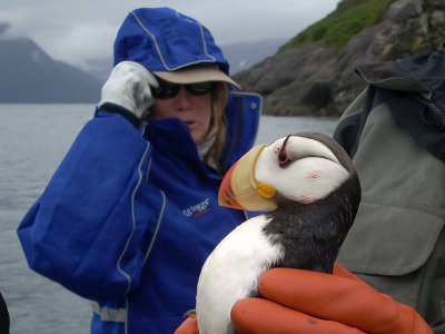 A lucky puffin