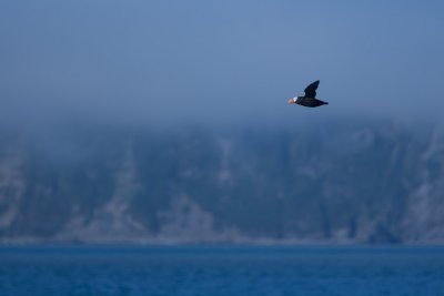 A lonely puffin