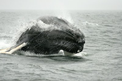 IMG_4259.jpg