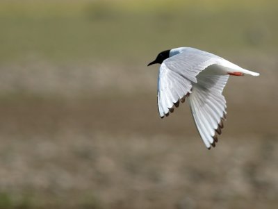 IMG_4375.jpg