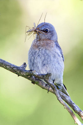 Female Western Bluebird with Crane flies