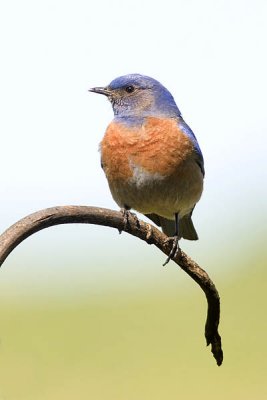 Male Western Bluebird
