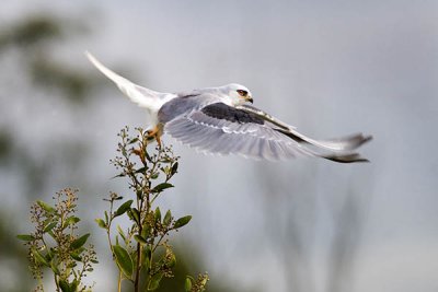 White-tailed Kite