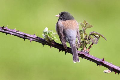 Dark-eyed Junco