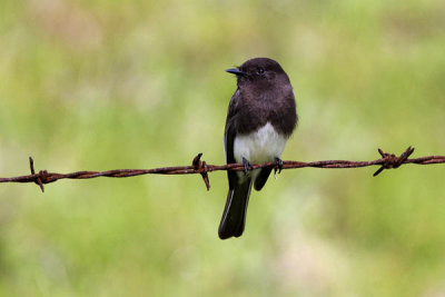 Black Phoebe