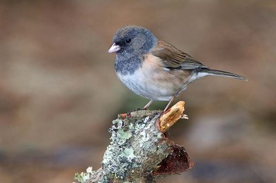 Dark-eyed Junco