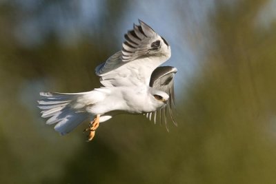 White Kite in flight