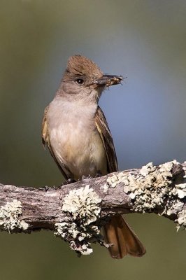 Ash-throated flycatcher with insects