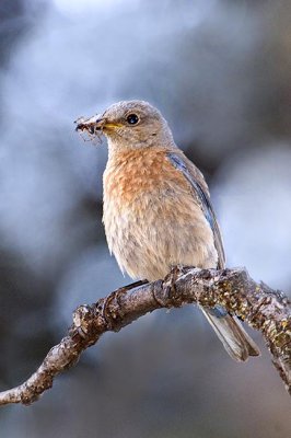 Female Western Bluebird with insects