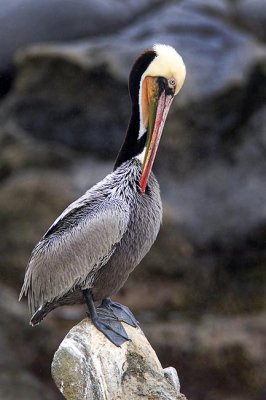 Brown Pelican preening