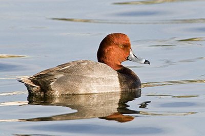 Redhead Duck ~ Male