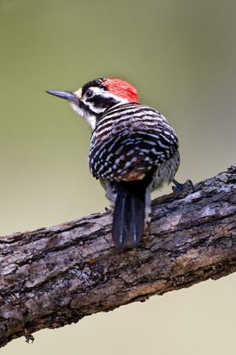 Nuttalls Woodpecker Male