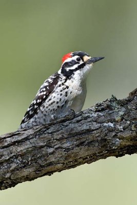 Nuttalls Woodpecker Male