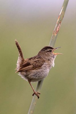 Marsh Wren