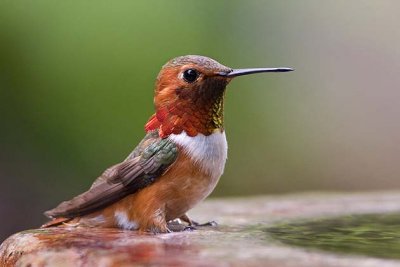 Rufus Hummingbird Male