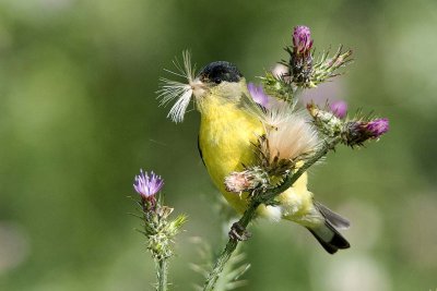 American Goldfinch with thisel seed