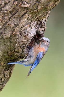 Female Western Bluebird with Centipede