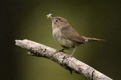 House Wren with insect
