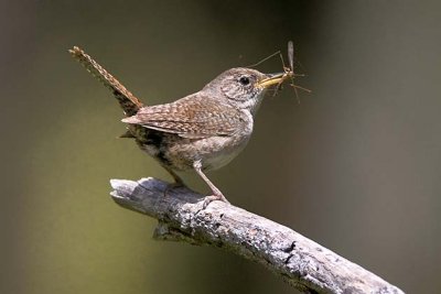 House Wren with Crane fly