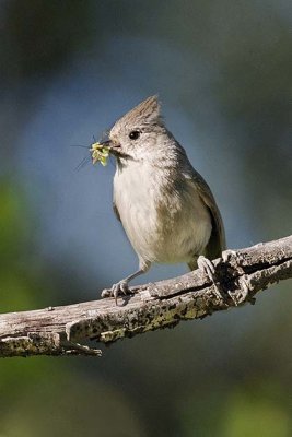 Oak Titmouse with green worms and other goodies