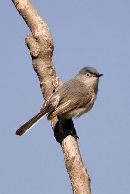 Blue-Gray Gnatcatcher