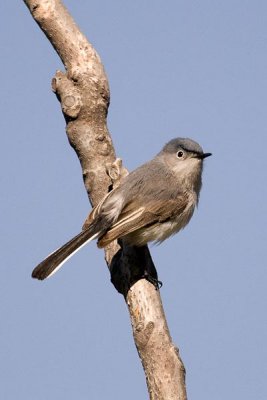 Blue-Gray Gnatcatcher 