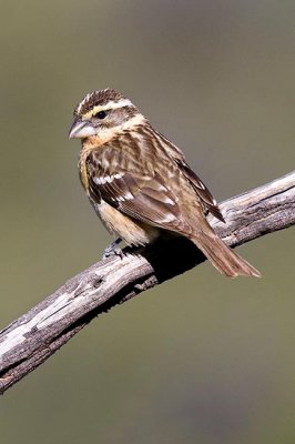 Black-headed Grosbeak Female