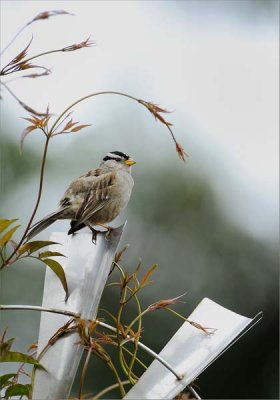 White - crowned Sparrow