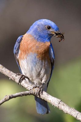 Male Western Bluebird with insects