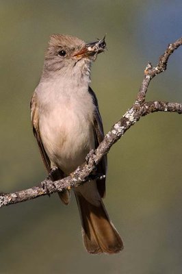 Ash-throated flycatcher with hornet