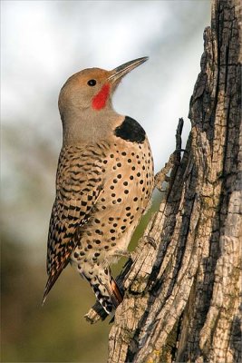  Male Northern flicker  ~  Red - shafted