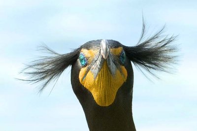 Cormorant Double-crested