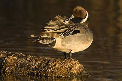 Northern Pintail Preening ~ Male