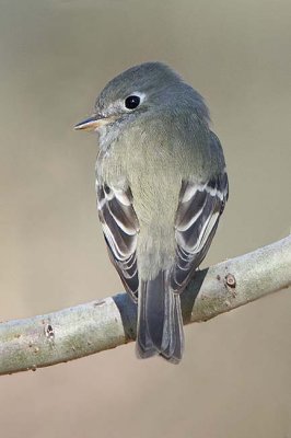 Hammond's Flycatcher