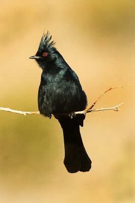 Male Phainopepla