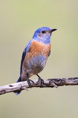 Male Western Bluebird