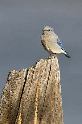 Female Mountain Bluebird